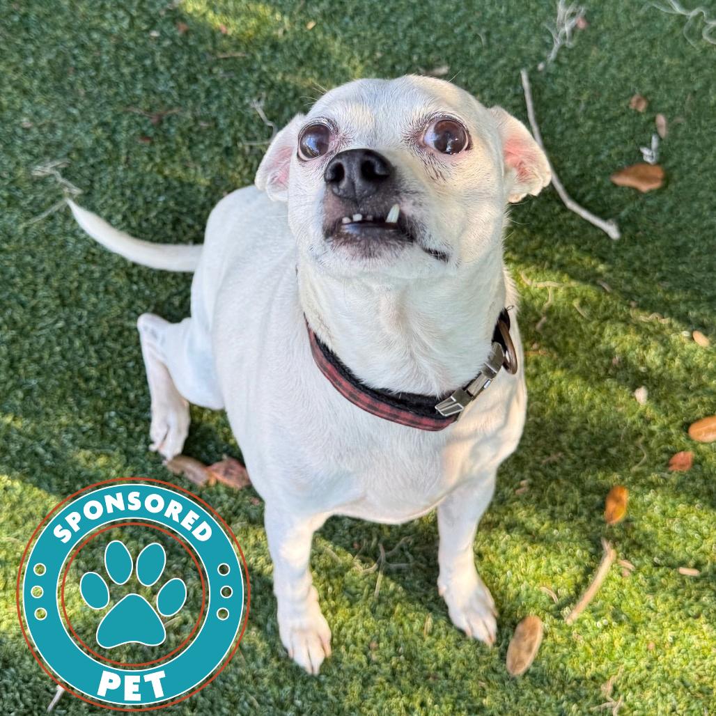 Enlarge Billy, a Adoptable Chihuahua in Lakeland, FL image 2/2
