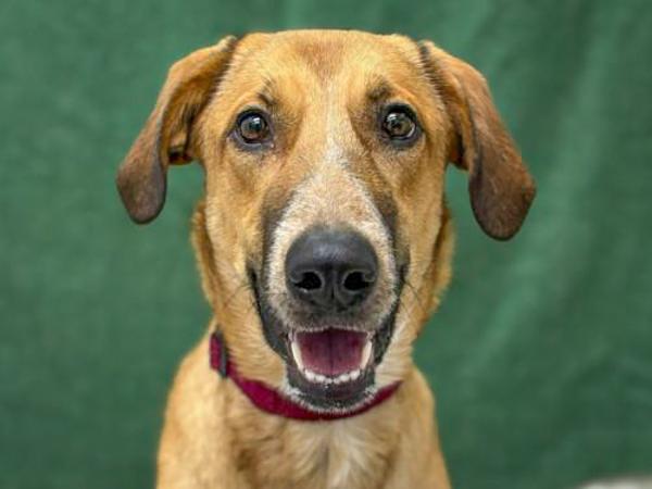 Enlarge Montana, a Adoptable mixed breed in Portland, OR image 1/4