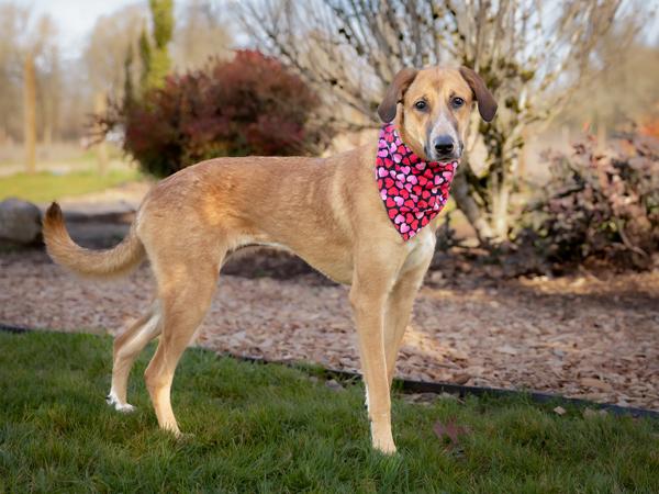 Enlarge Montana, a Adoptable mixed breed in Portland, OR image 2/4