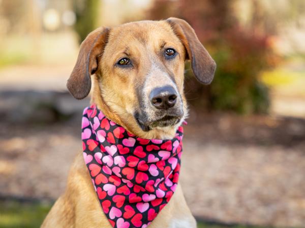 Enlarge Montana, a Adoptable mixed breed in Portland, OR image 3/4