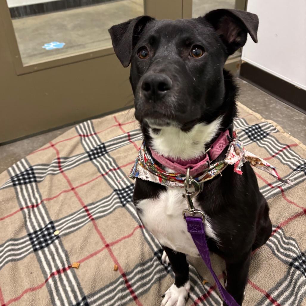 Enlarge Pepper, a Adoptable Mixed Breed in Washington Township, OH image 1/6