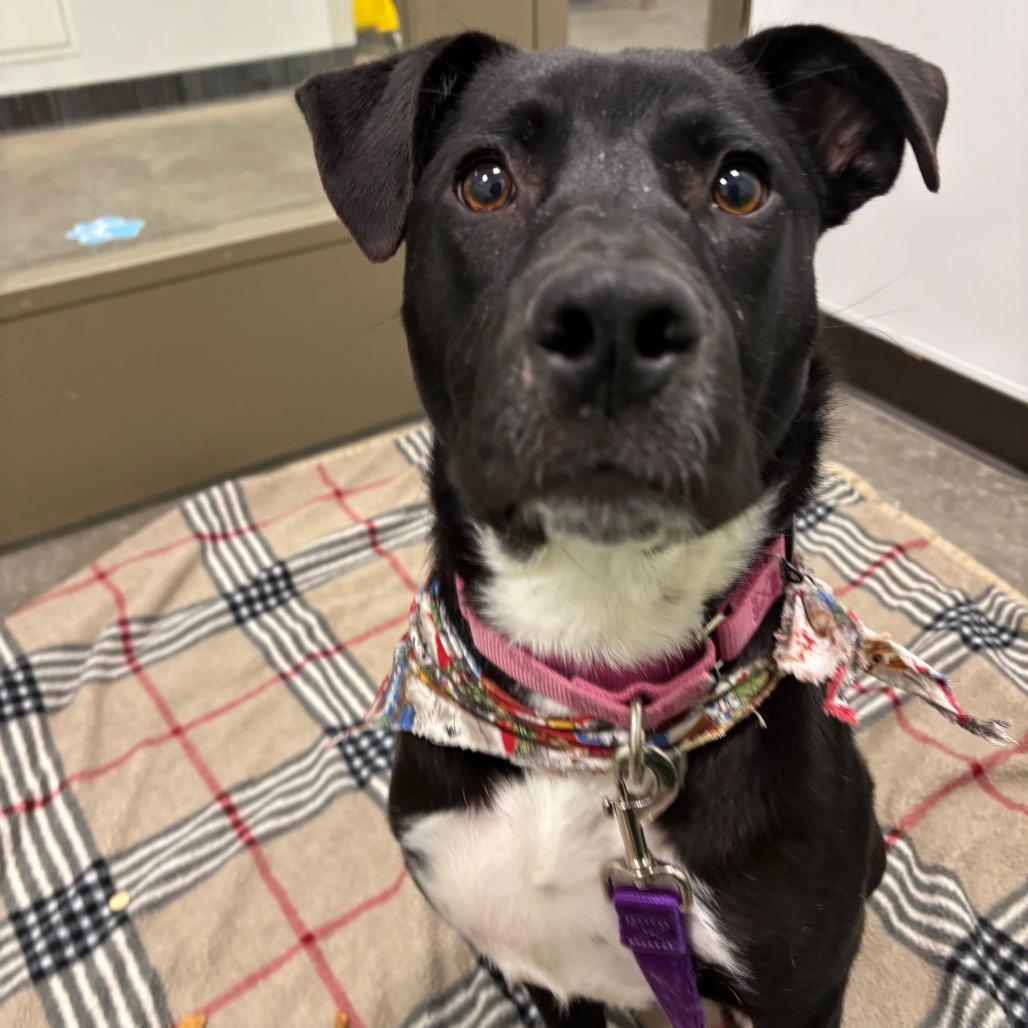 Enlarge Pepper, a Adoptable Mixed Breed in Washington Township, OH image 3/6