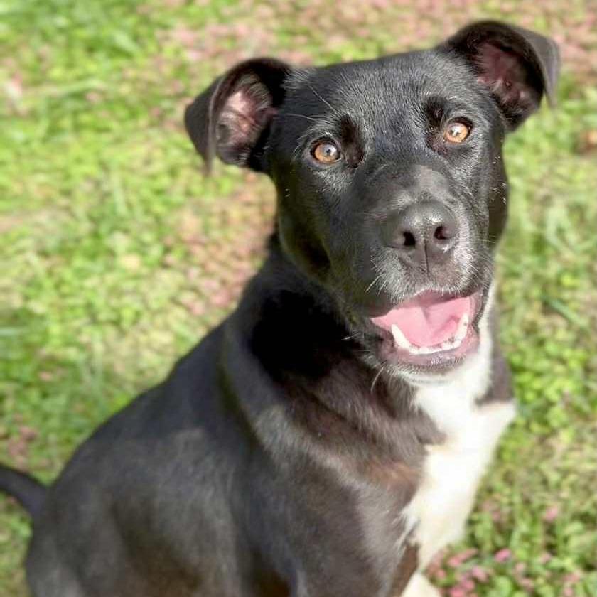 Enlarge Pepper, a Adoptable Mixed Breed in Washington Township, OH image 4/6