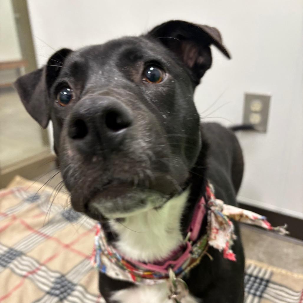 Enlarge Pepper, a Adoptable Mixed Breed in Washington Township, OH image 5/6