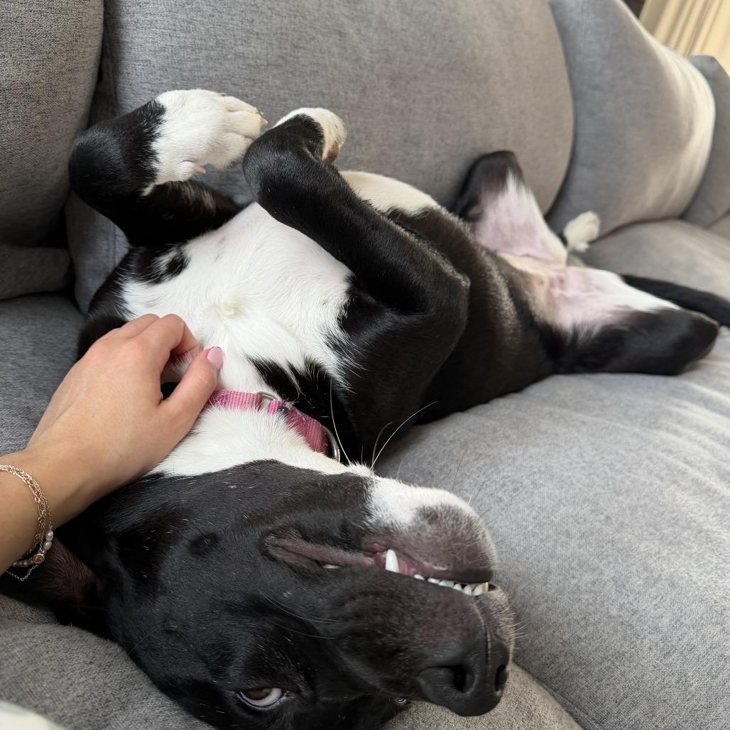 Enlarge Pepper, a Adoptable Mixed Breed in Washington Township, OH image 6/6