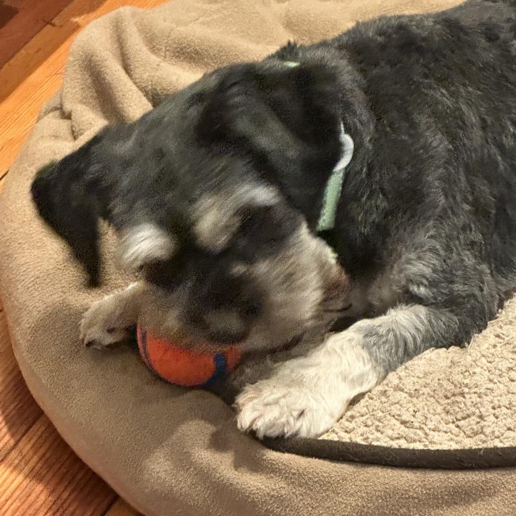 Arnold Schnauzer, Adoptable, Adult Male Schnauzer & Mixed Breed.