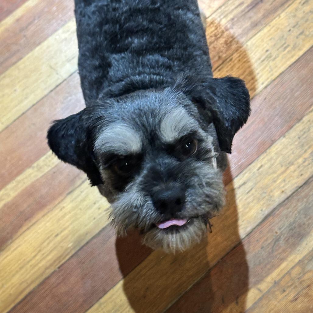 Enlarge Arnold Schnauzer, a Adoptable mixed breed in Potomac, MD image 2/6
