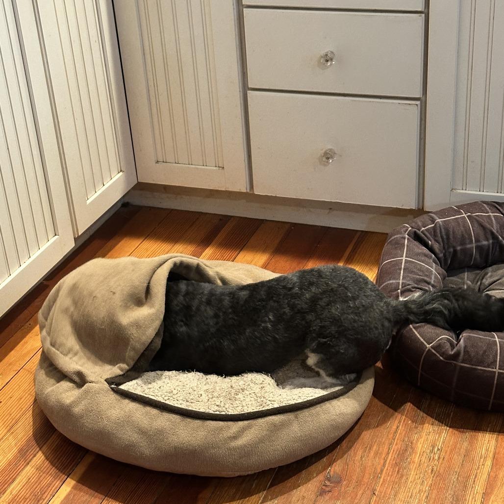 Enlarge Arnold Schnauzer, a Adoptable mixed breed in Potomac, MD image 4/6