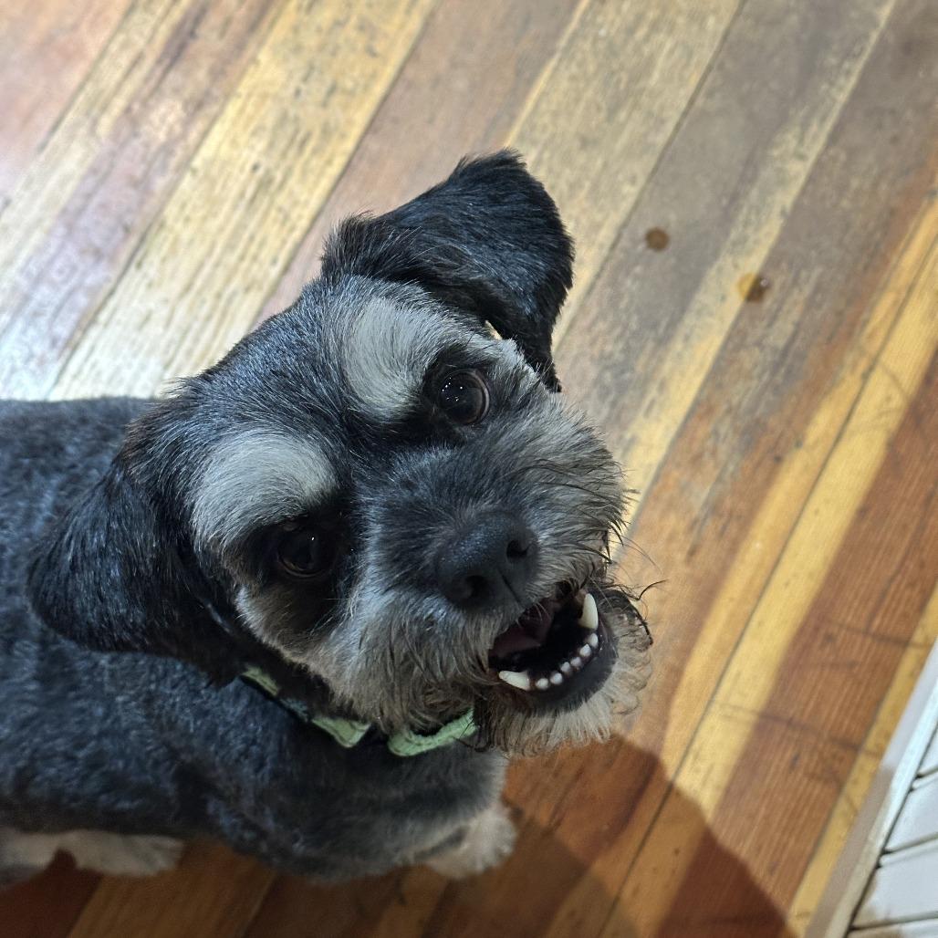Enlarge Arnold Schnauzer, a Adoptable mixed breed in Potomac, MD image 5/6