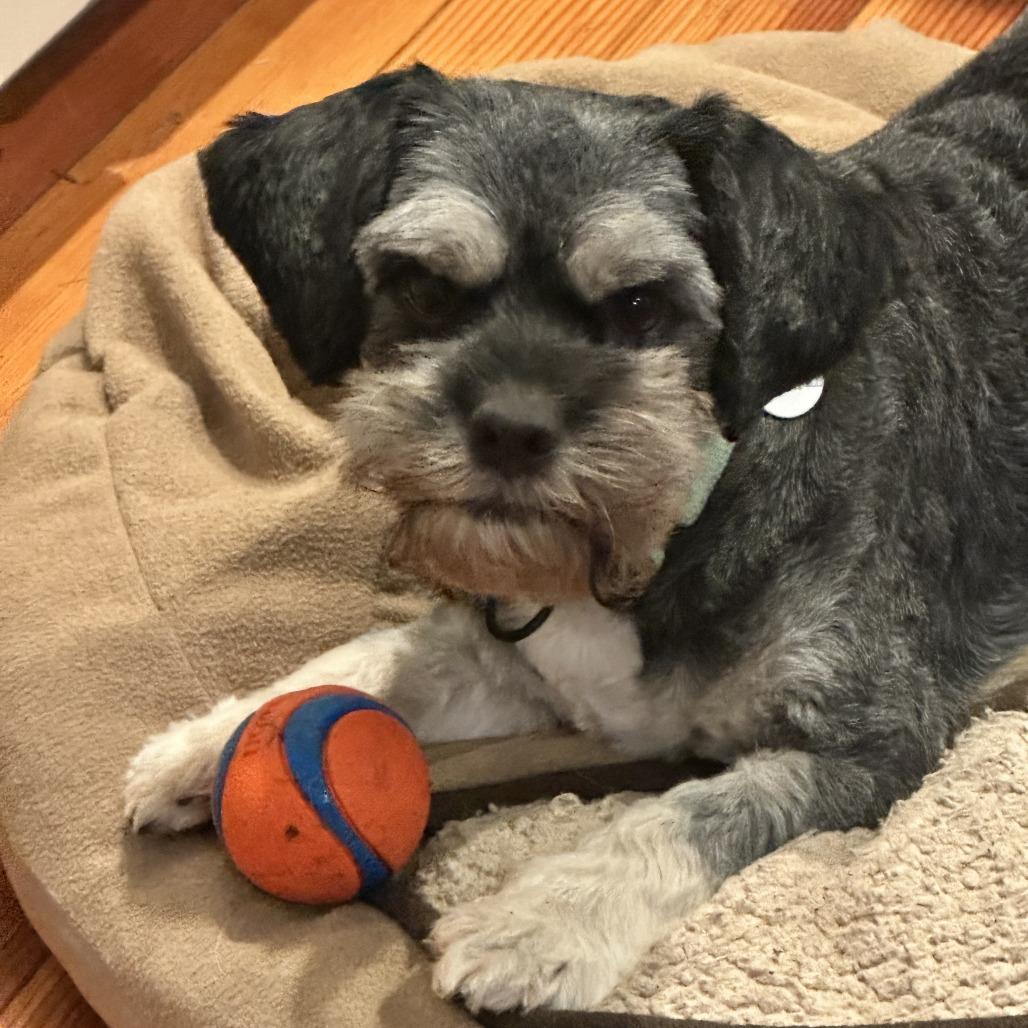 Enlarge Arnold Schnauzer, a Adoptable mixed breed in Potomac, MD image 6/6