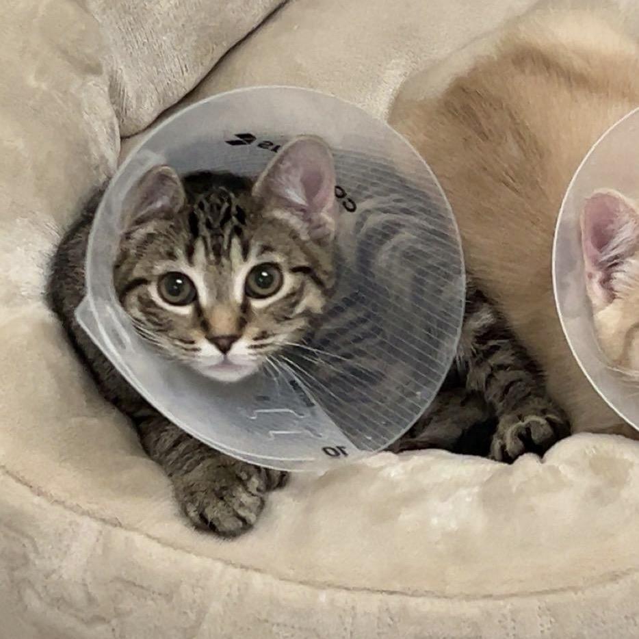 Finn — thumbnail 2