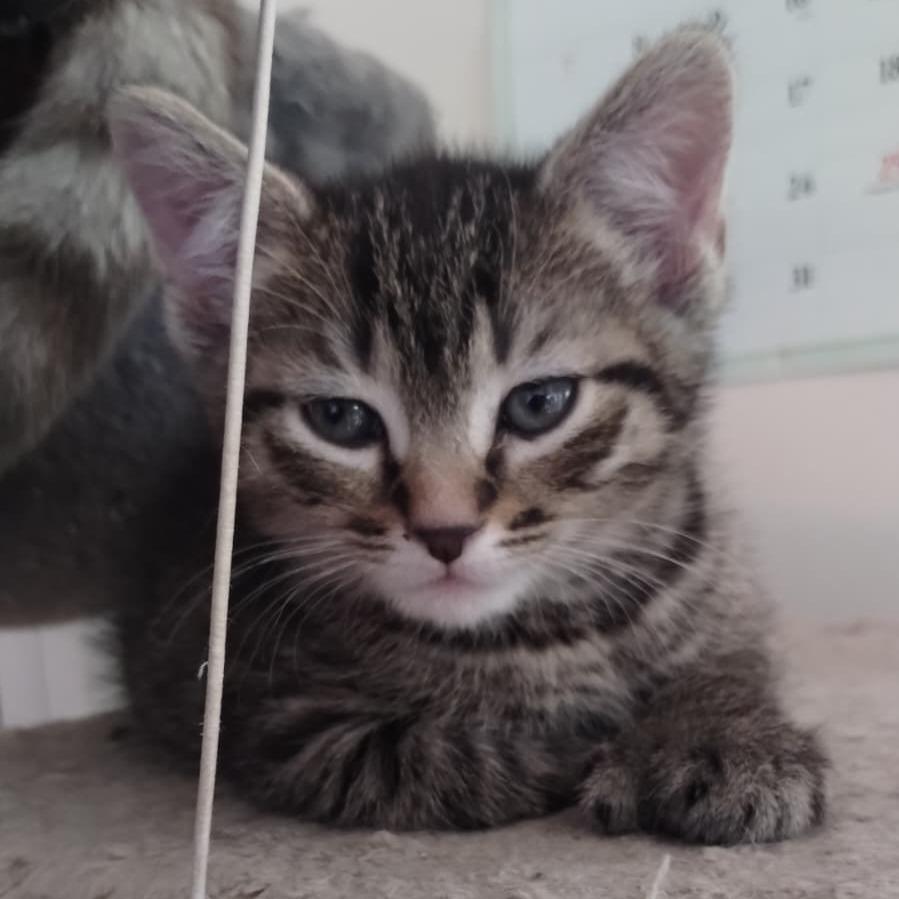 Finn — thumbnail 3