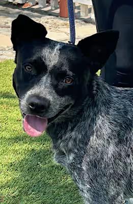 Rex, Adoptable, Young Male Australian Cattle Dog / Blue Heeler.