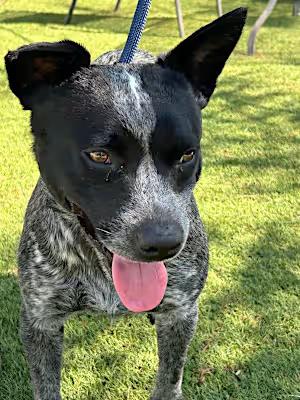 Enlarge Rex, a Adoptable mixed breed in Santa Ana, CA image 2/4