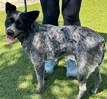 Enlarge Rex, a Adoptable mixed breed in Santa Ana, CA image 3/4
