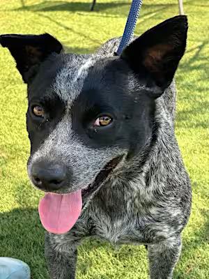 Enlarge Rex, a Adoptable mixed breed in Santa Ana, CA image 4/4