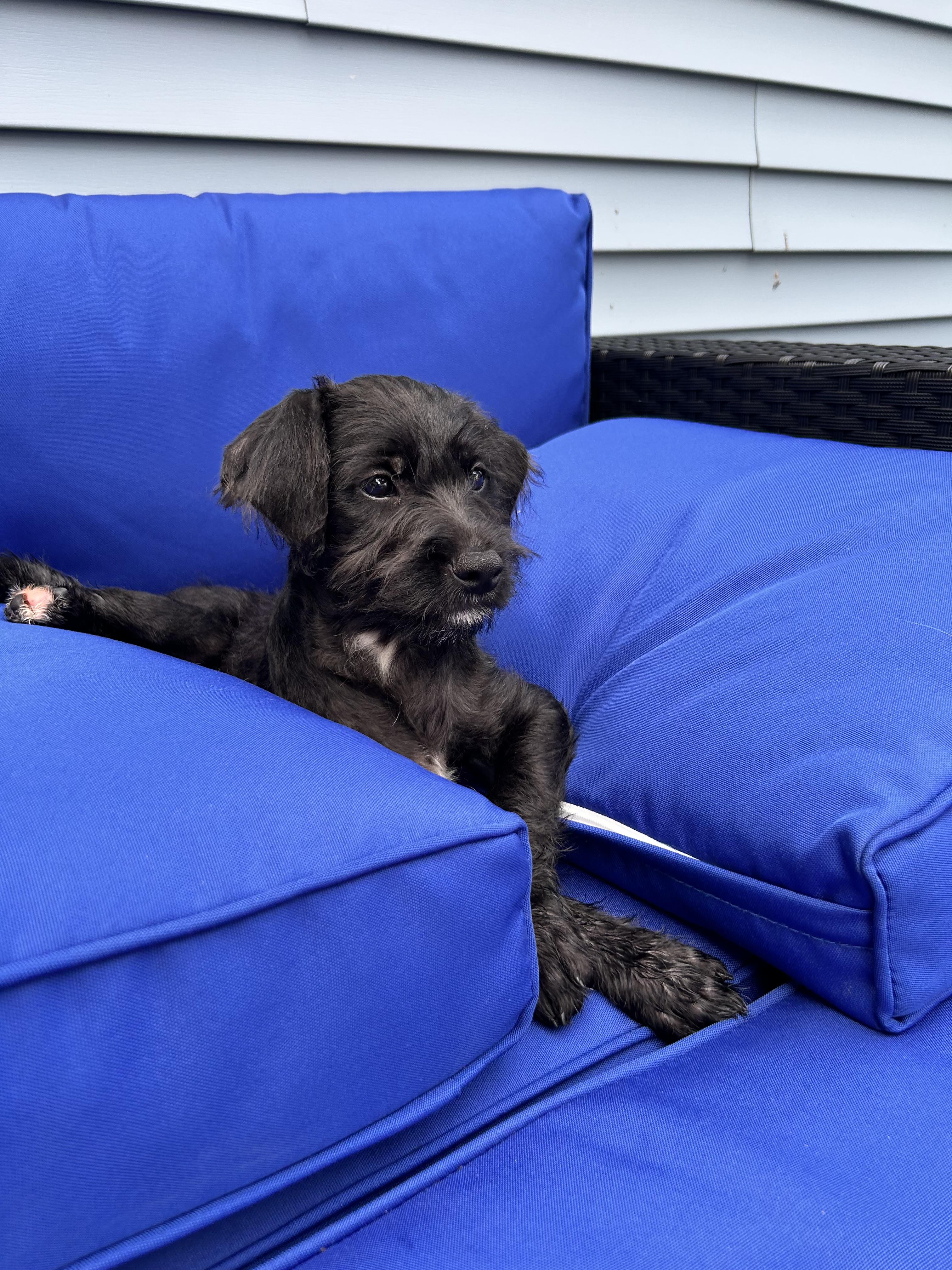 Natalie - Perfect Match Litter, a Adoptable mixed breed in Mendham, NJ image 3/3