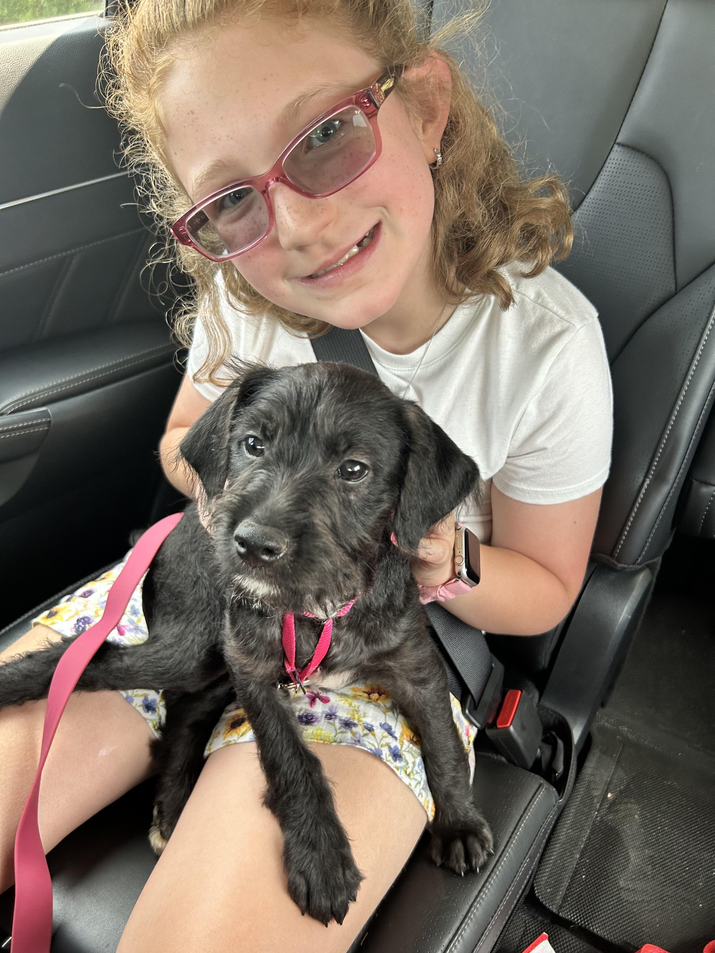 Natalie - Perfect Match Litter, a Adoptable mixed breed in Mendham, NJ image 2/3