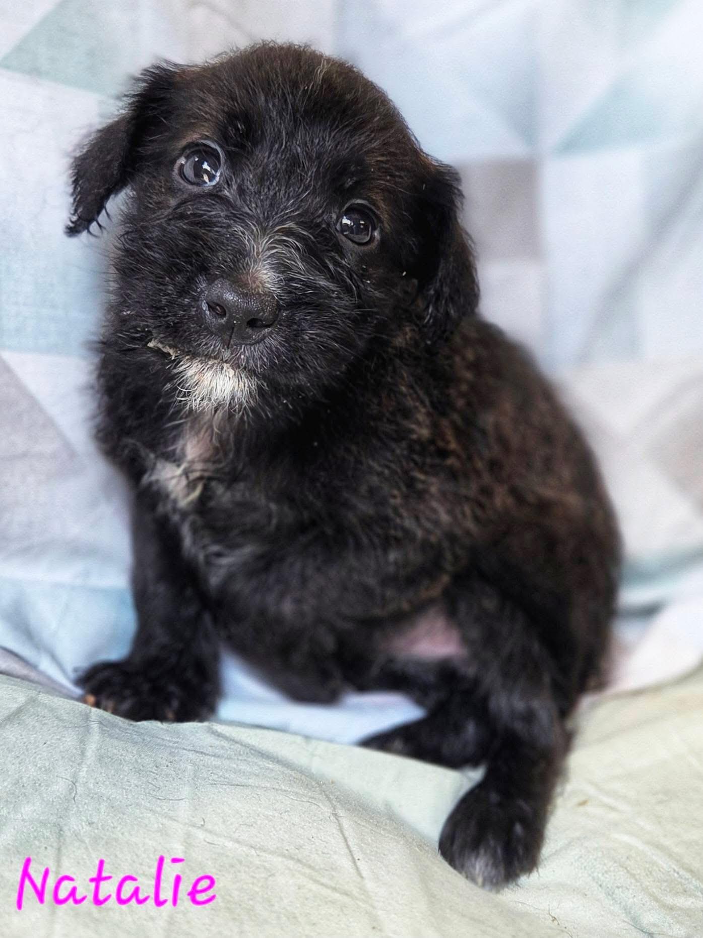 Enlarge Natalie - Perfect Match Litter, a Adoptable mixed breed in Mendham, NJ image 1/1