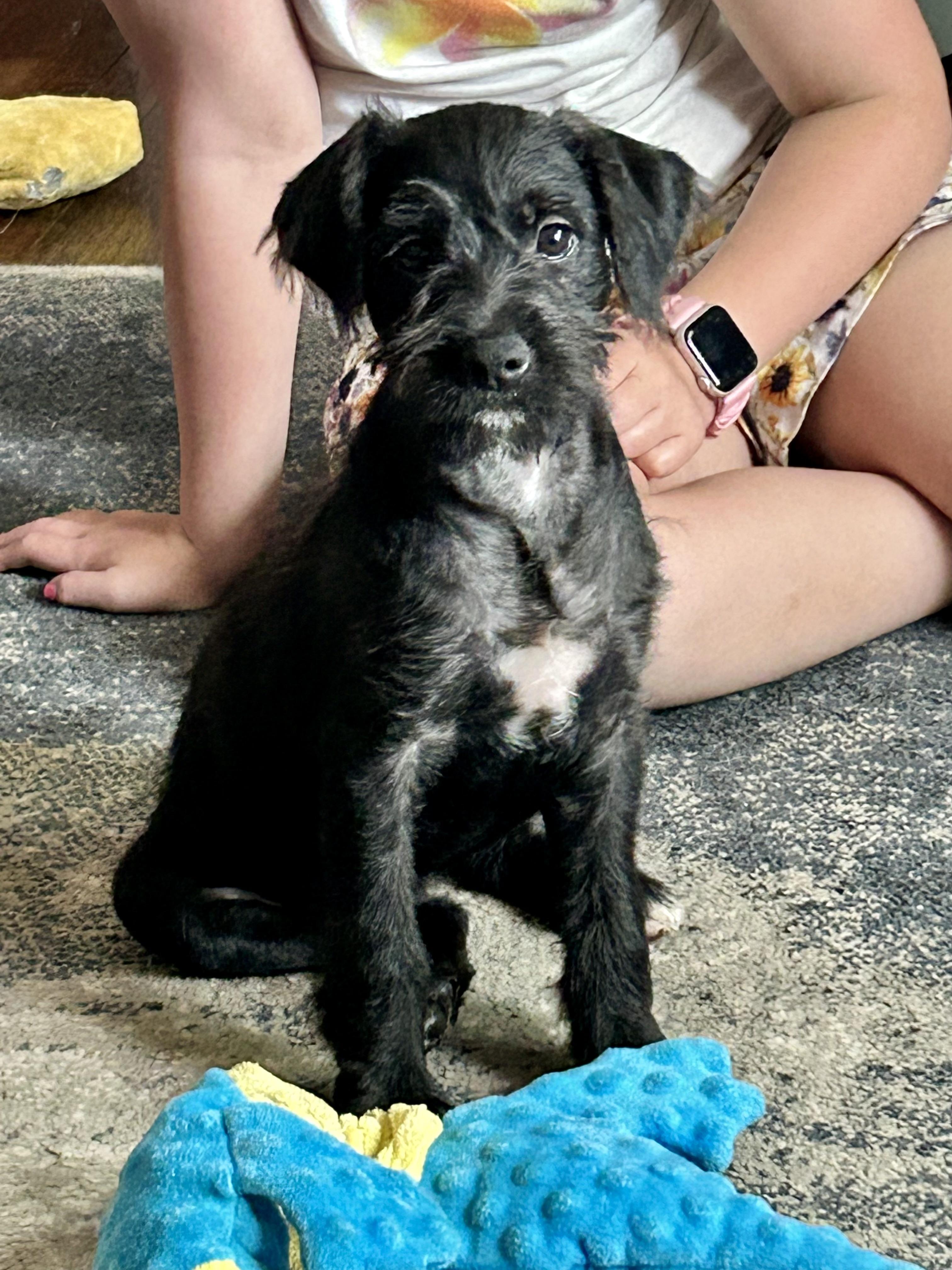 Natalie - Perfect Match Litter, Adoptable, Puppy Female Poodle & Retriever.