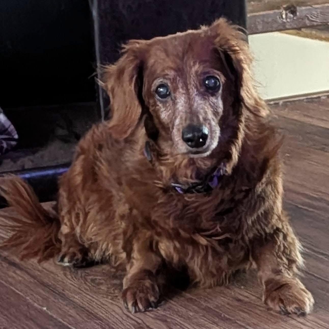Duffy, an adopted Dachshund (Long Haired) in Painesville, OH image 1/2