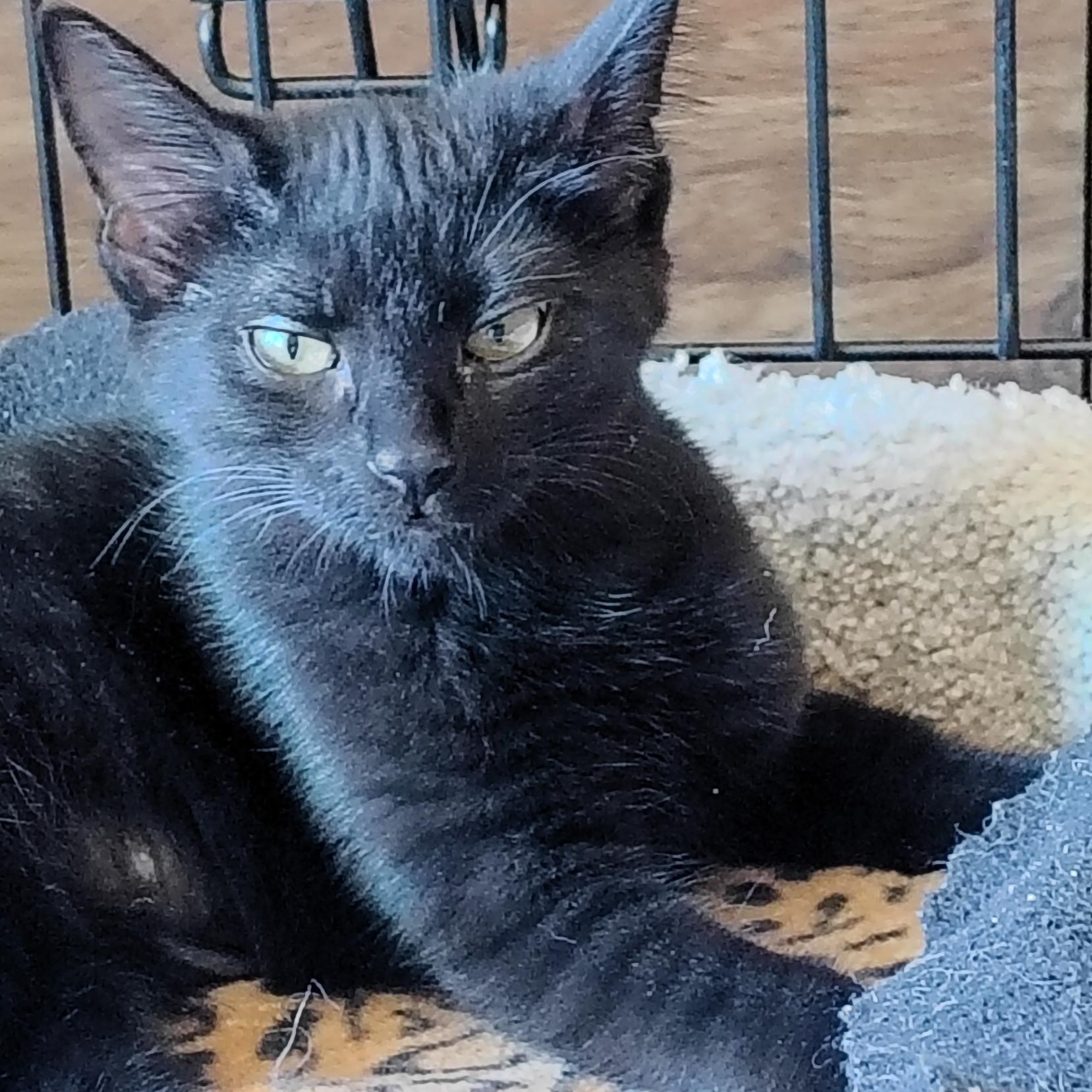 Enlarge Omar, a ADOPTABLE Domestic Short Hair in Bothell, WA image 1/6