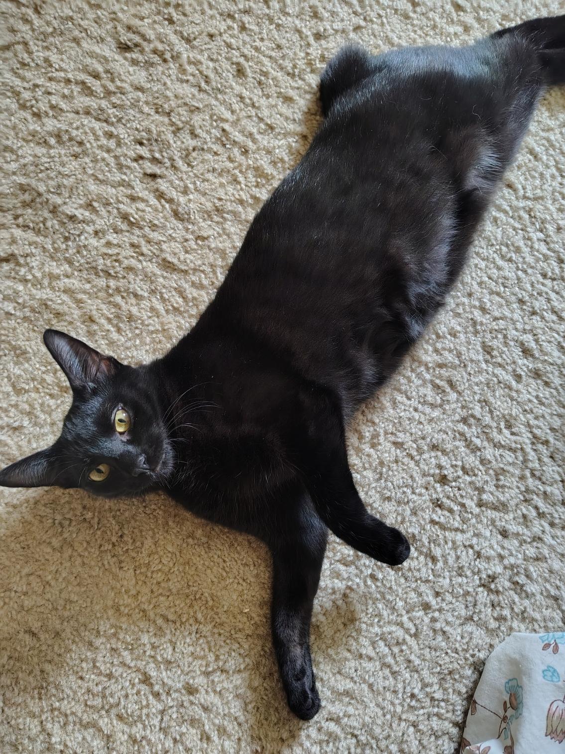 Enlarge Omar, a Adoptable Domestic Short Hair in Bothell, WA image 3/6