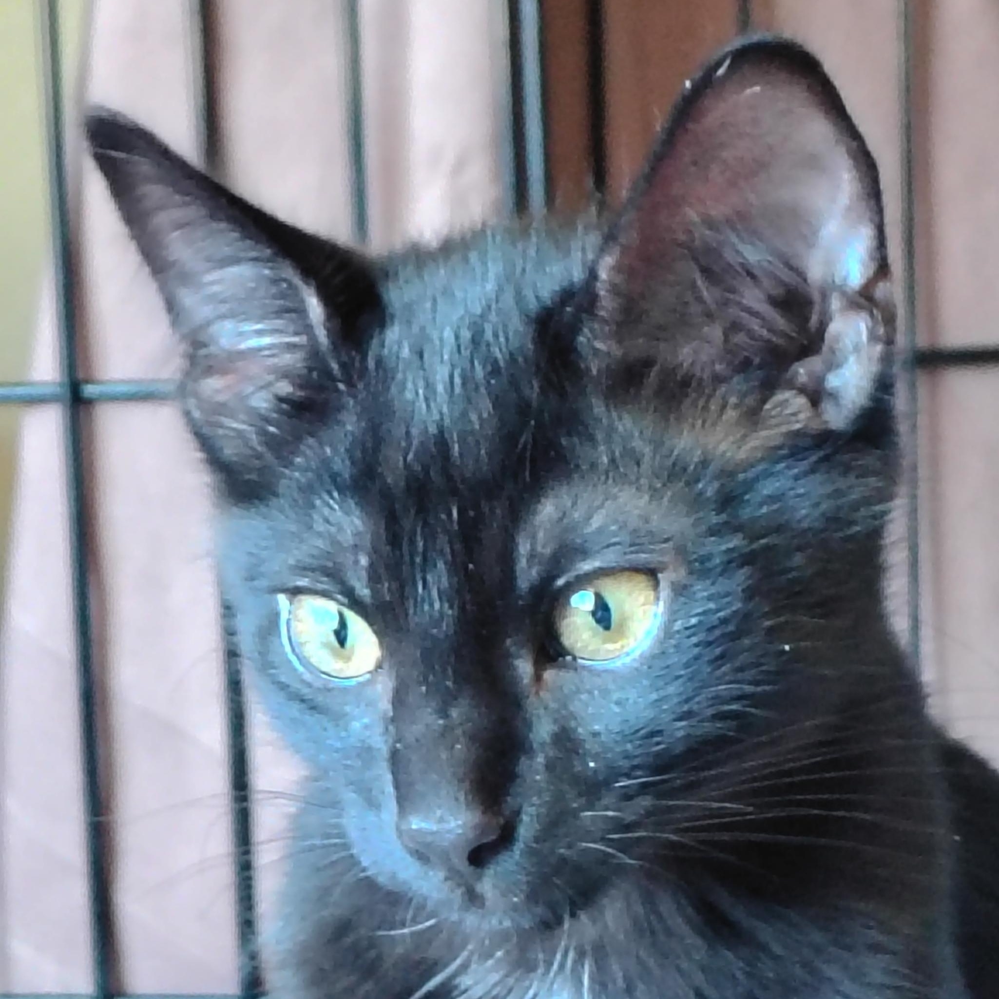 Enlarge Omar, a ADOPTABLE Domestic Short Hair in Bothell, WA image 6/6