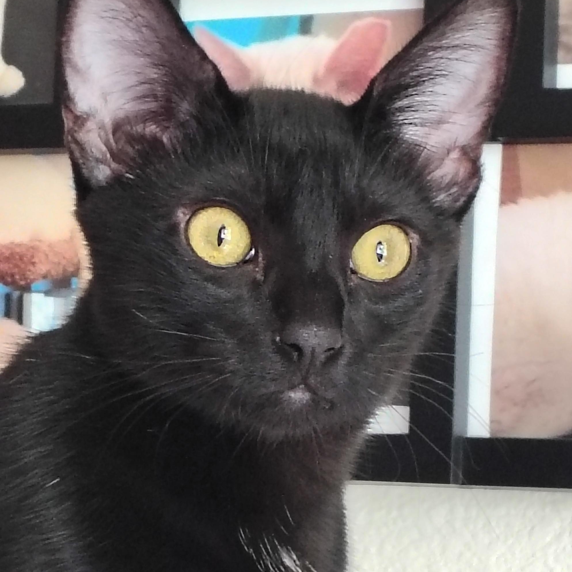 Enlarge Omar, a Adoptable Domestic Short Hair in Bothell, WA image 1/6