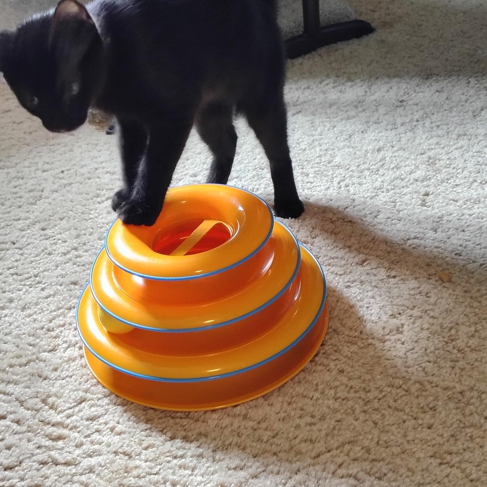 Enlarge Omar, a ADOPTABLE Domestic Short Hair in Bothell, WA image 4/6
