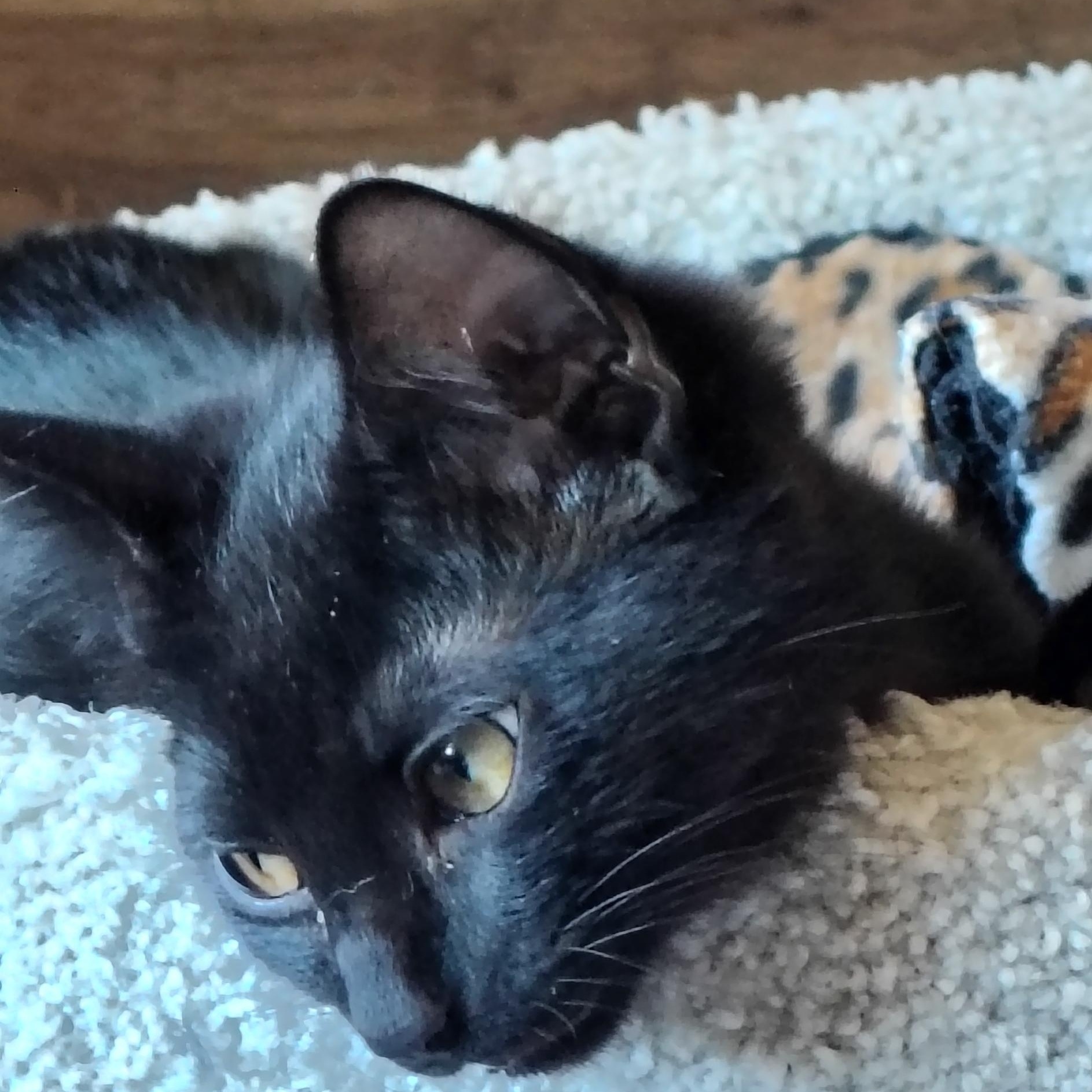 Enlarge Omar, a ADOPTABLE Domestic Short Hair in Bothell, WA image 2/6
