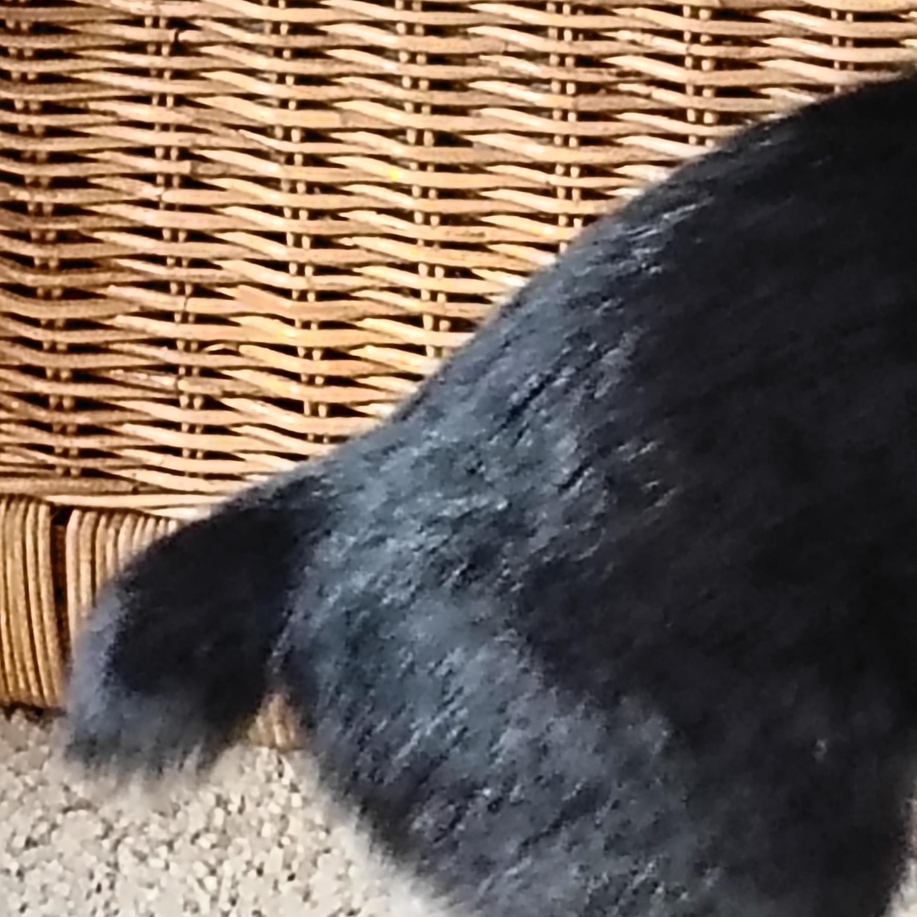 Enlarge Omar, a ADOPTABLE Domestic Short Hair in Bothell, WA image 3/6