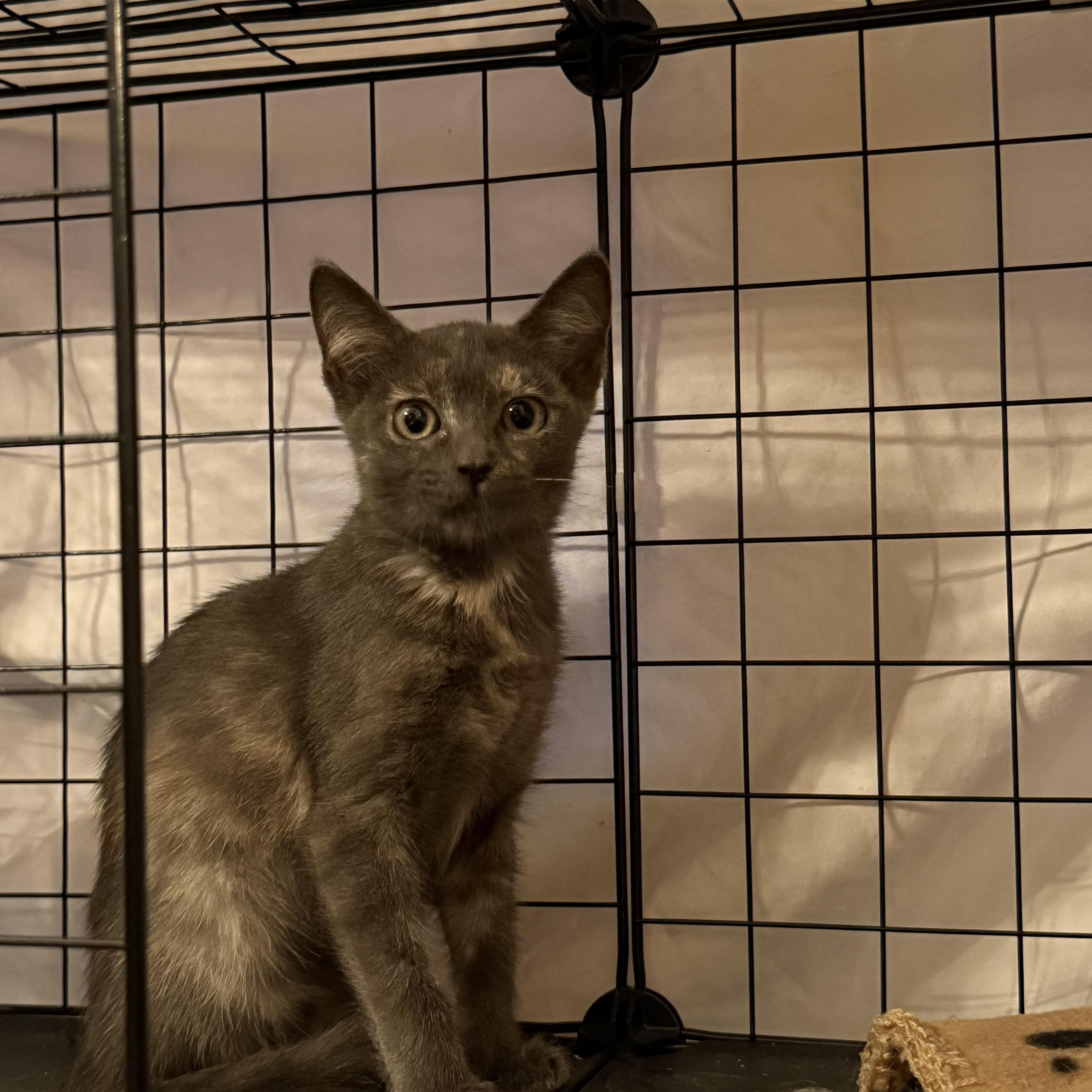Jasmitha OR13924-T, Adoptable, Kitten Female Domestic Short Hair.