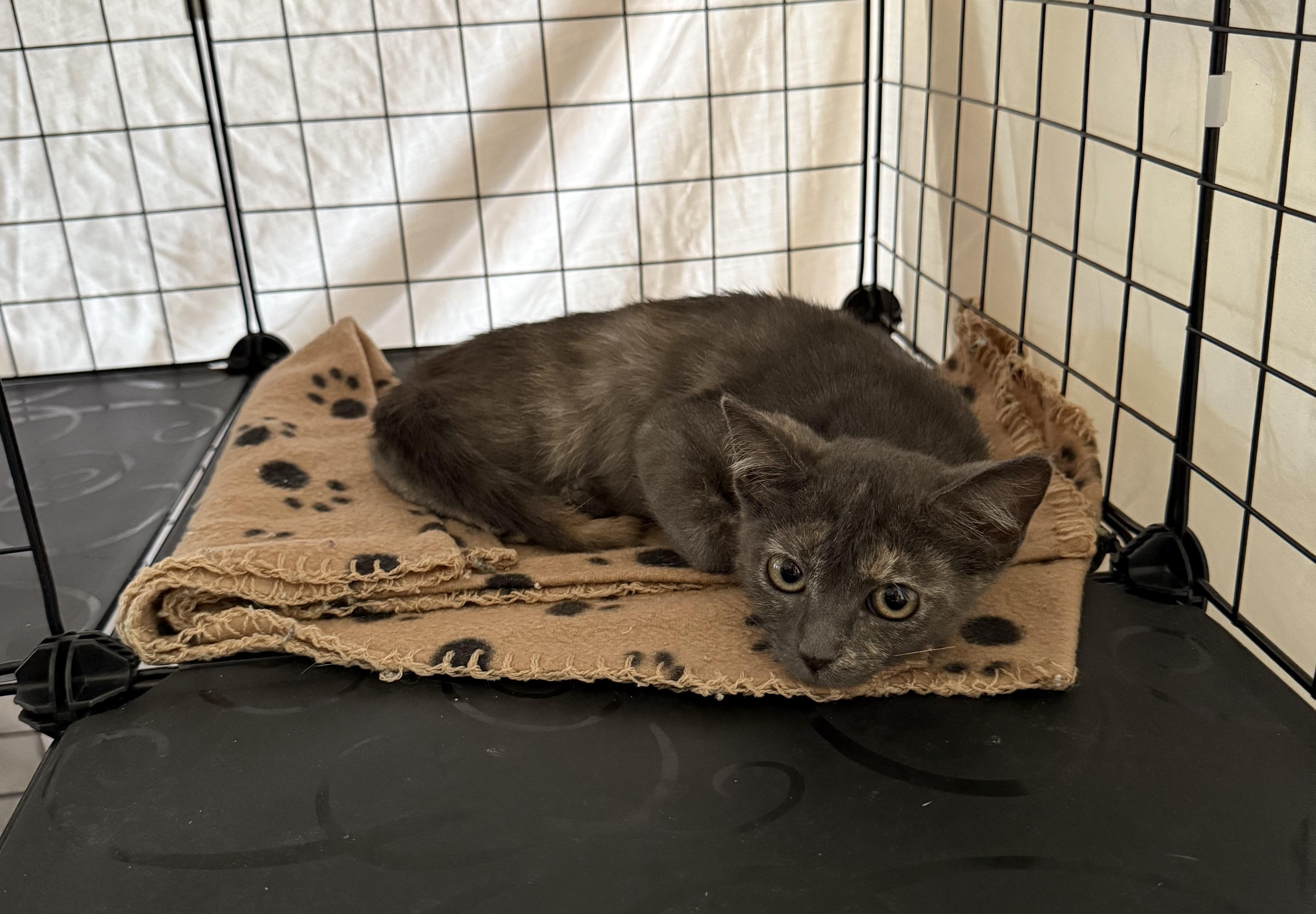 Jasmitha OR13924-T, a Adoptable mixed breed in Beaverton, OR image 2/4