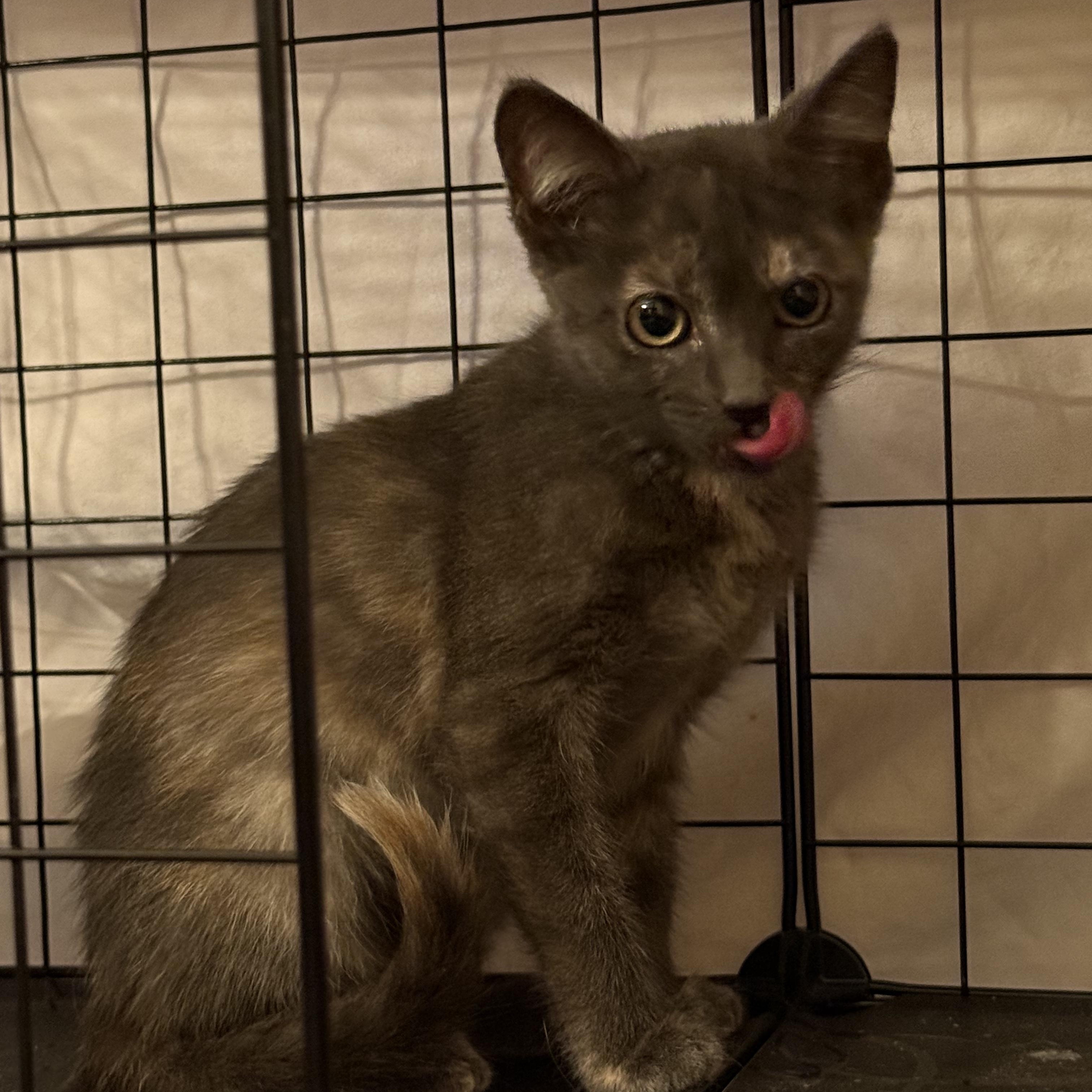 Jasmitha OR13924-T, a Adoptable mixed breed in Beaverton, OR image 3/4