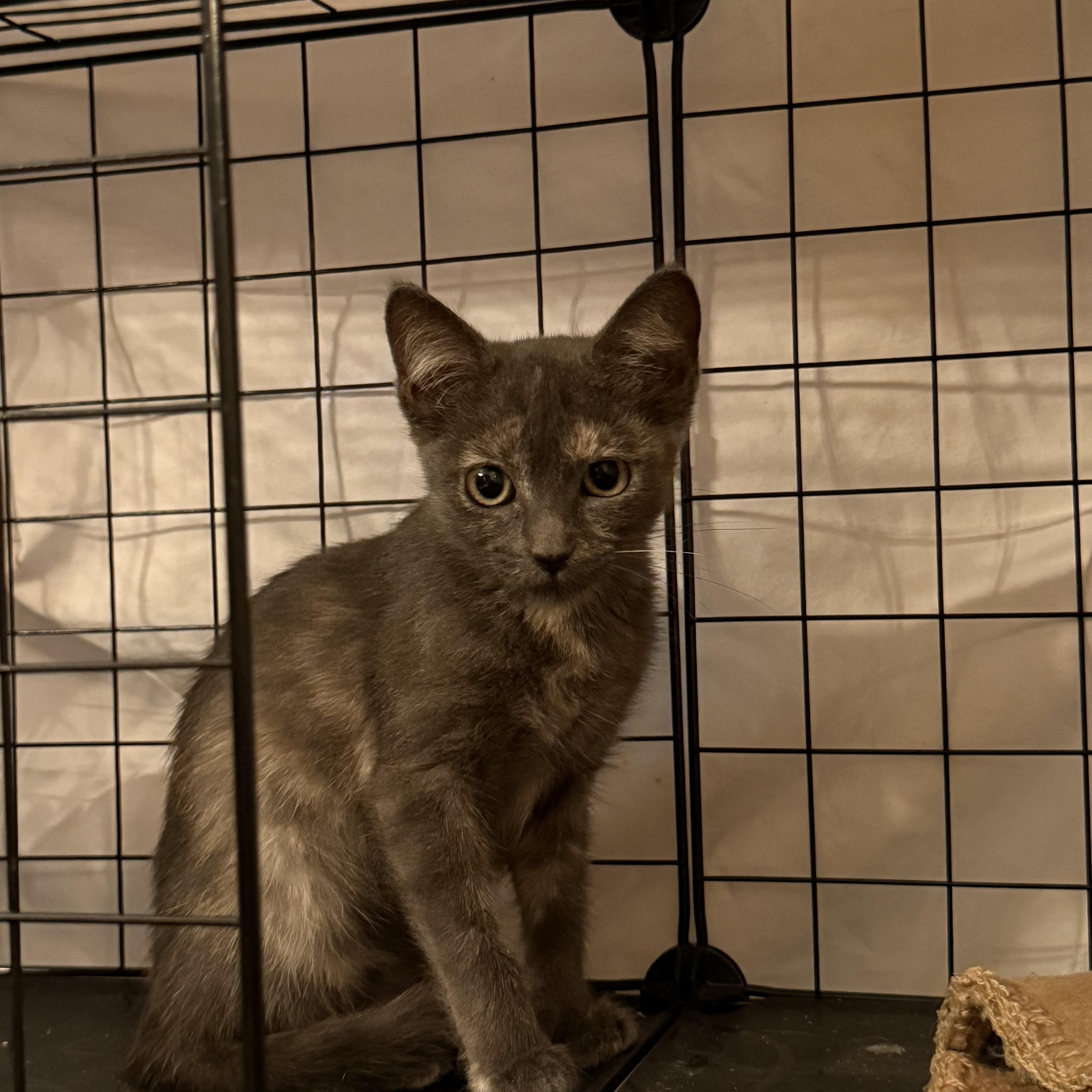 Jasmitha OR13924-T, a Adoptable mixed breed in Beaverton, OR image 4/4