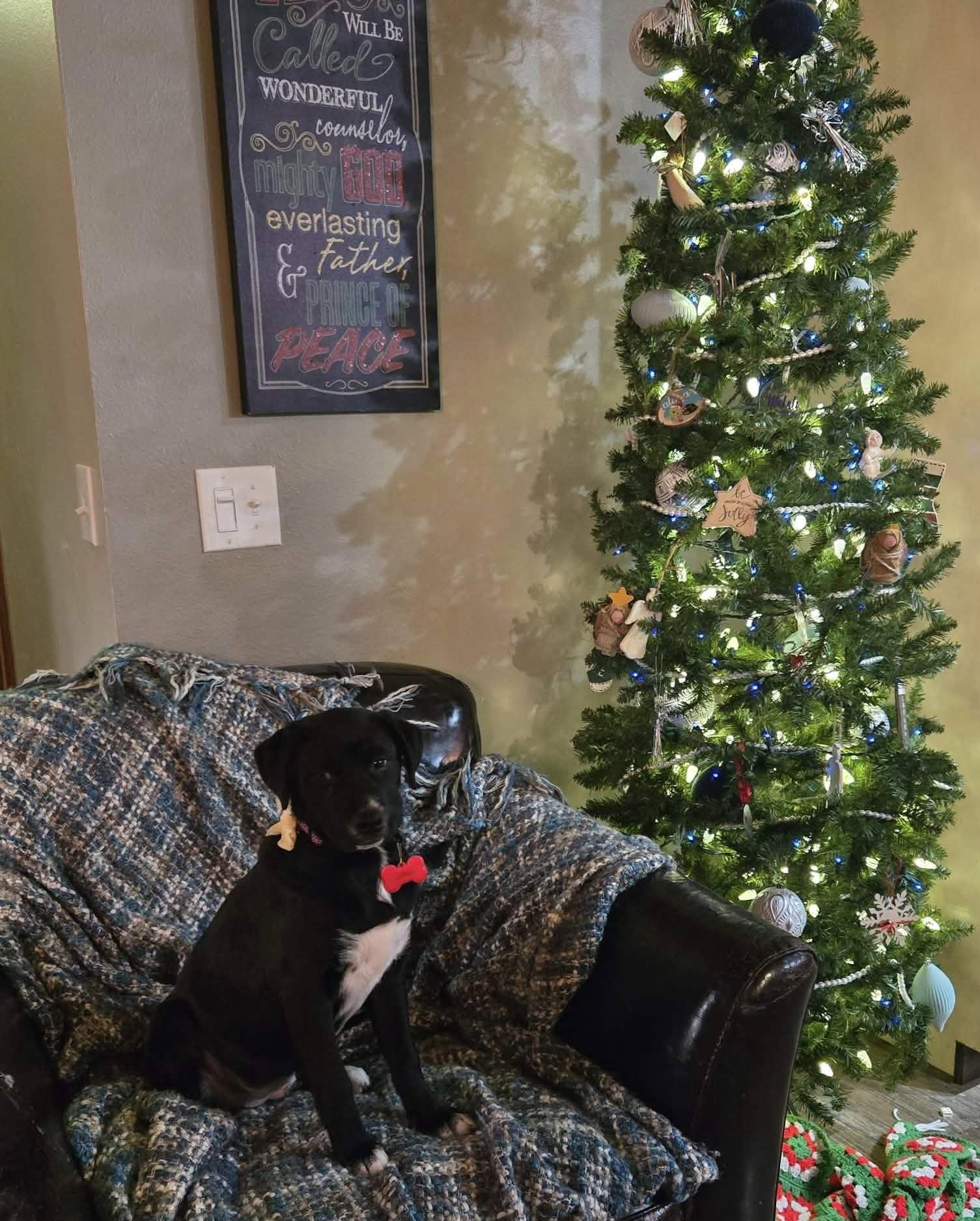 Noelle, ADOPTABLE, Puppy Female Mixed Breed.