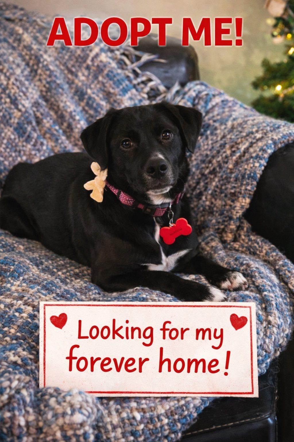 Noelle, ADOPTABLE, Puppy Female Mixed Breed.