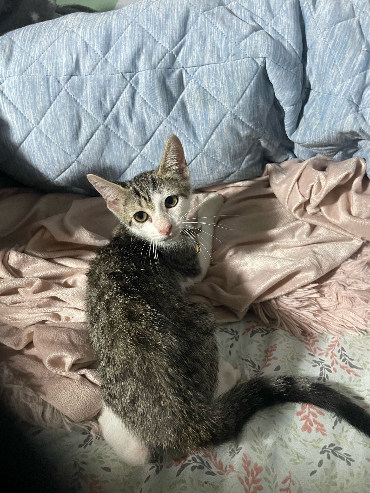 Storm, Baby Female unknown