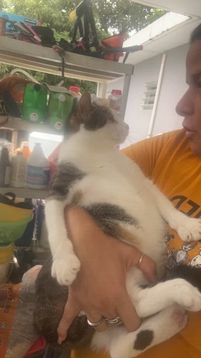 Enlarge Storm, a Adoptable mixed breed in Pittsfield, MA video 2/2