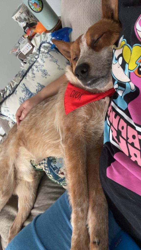 Rowdy, Adoptable, Young Male Australian Cattle Dog / Blue Heeler.