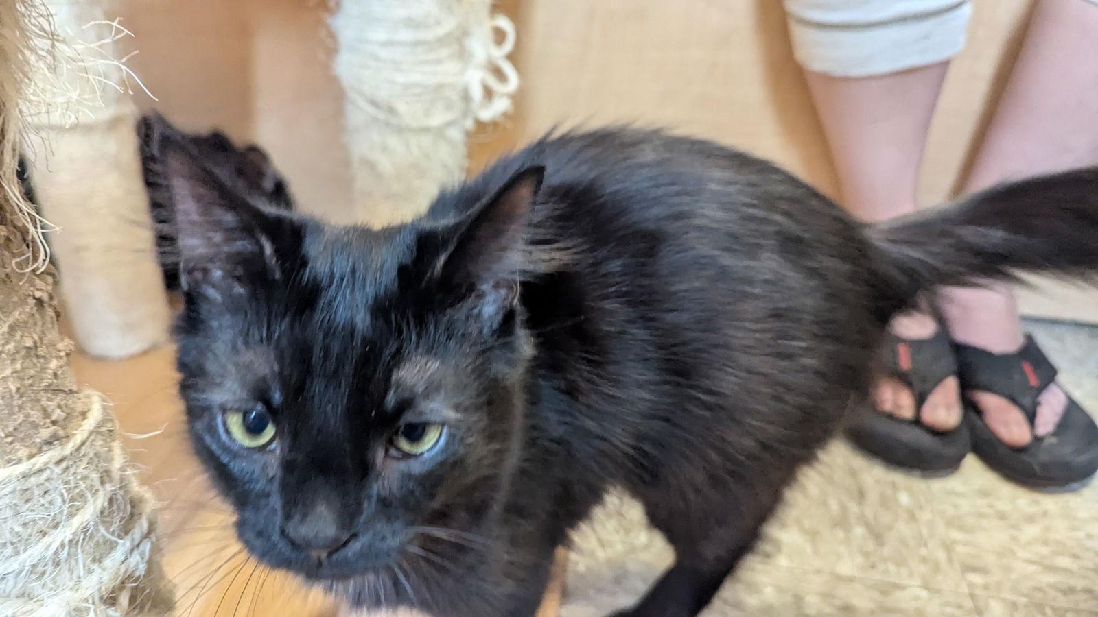 Lira, Adoptable, Young Female Domestic Medium Hair.