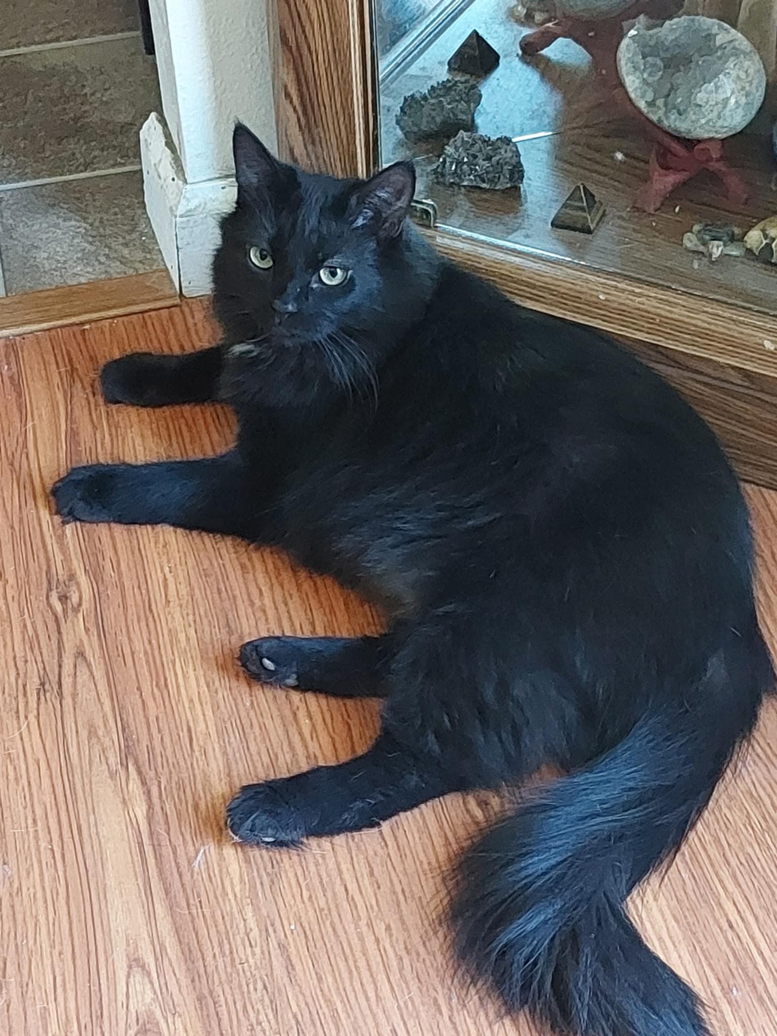 Lira, a Adoptable Domestic Medium Hair in hinckley, IL image 2/3