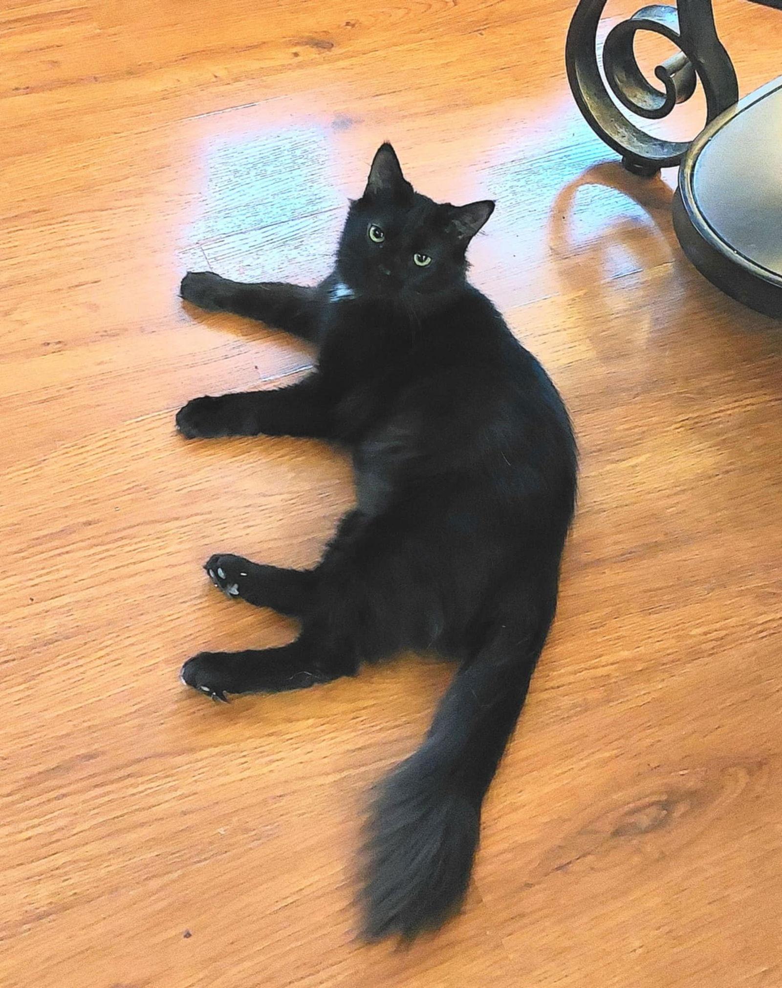 Lira, a Adoptable Domestic Medium Hair in hinckley, IL image 3/3