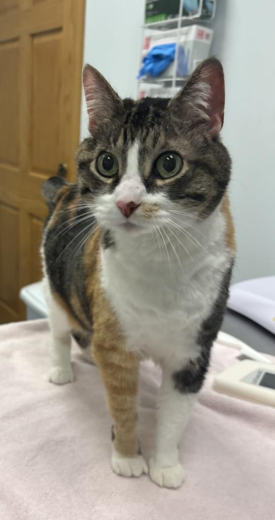 Enlarge Izzy, a Adoptable mixed breed in Saint Paul, MN image 2/6