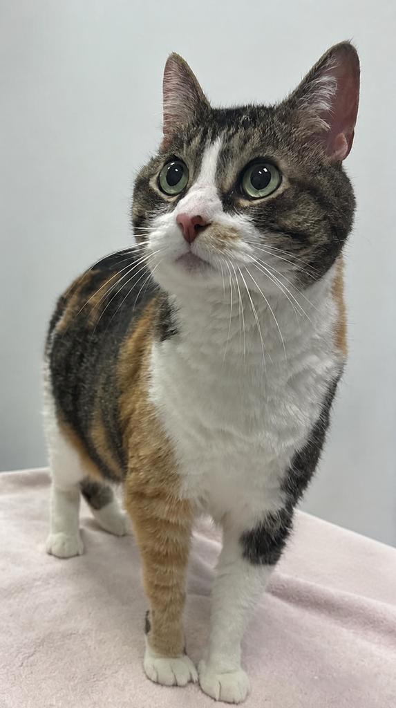 Enlarge Izzy, a Adoptable mixed breed in Saint Paul, MN image 5/6