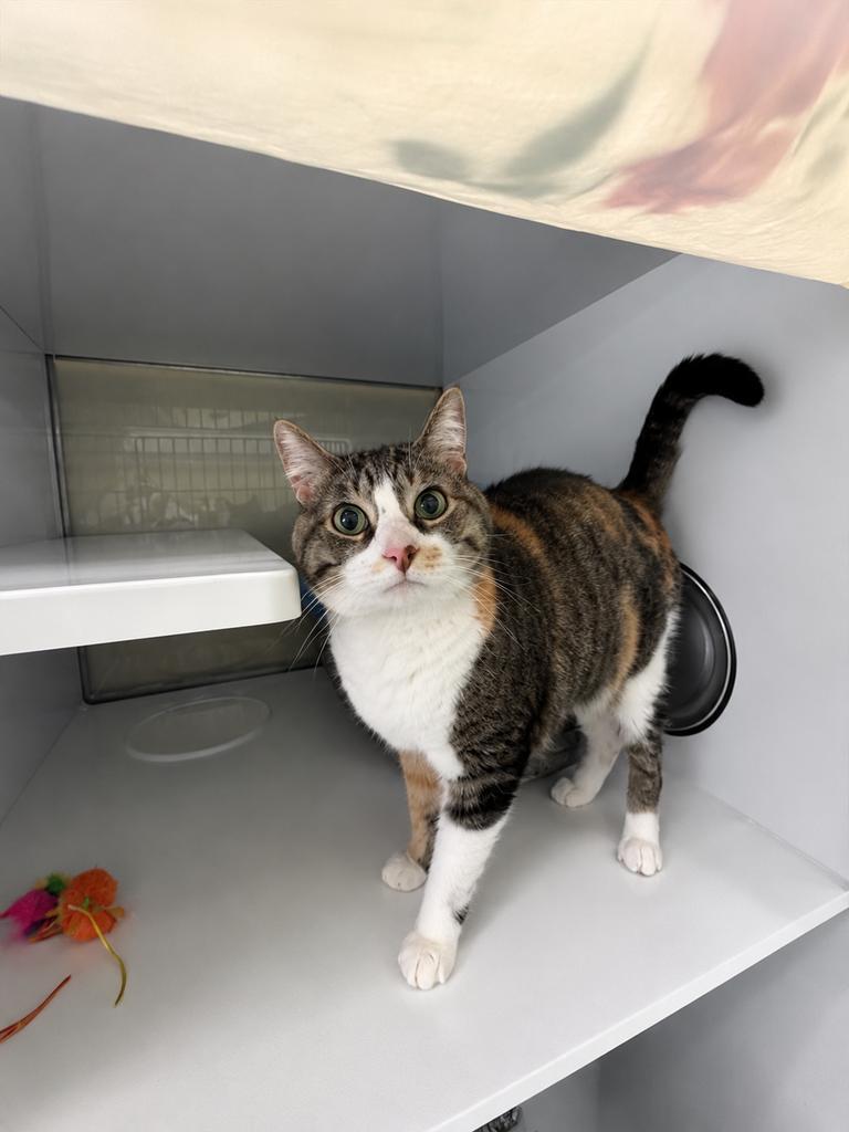 Enlarge Izzy, a Adoptable mixed breed in Saint Paul, MN image 6/6