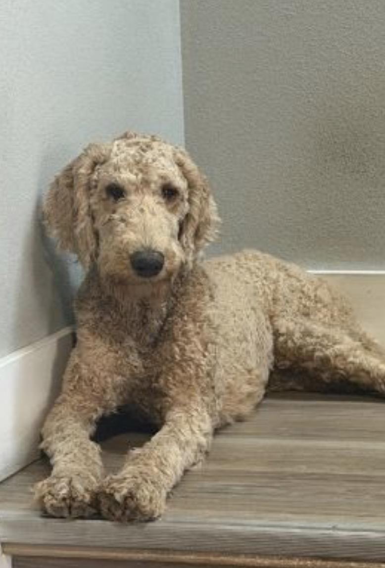 Enlarge Zelda, an adopted Standard Poodle in Parker, CO image 1/1