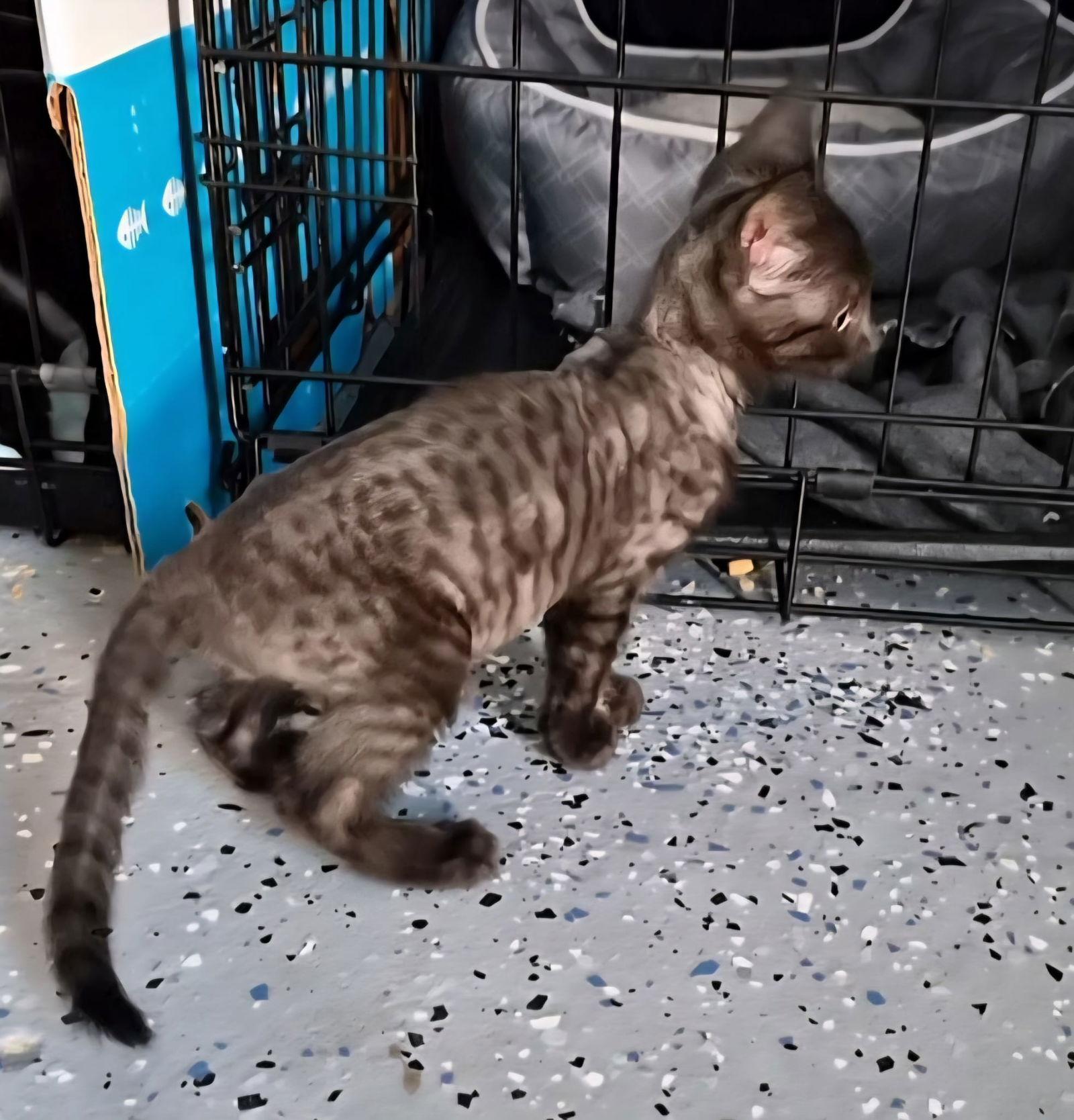 Ellie, Adoptable, Kitten Female Domestic Short Hair.