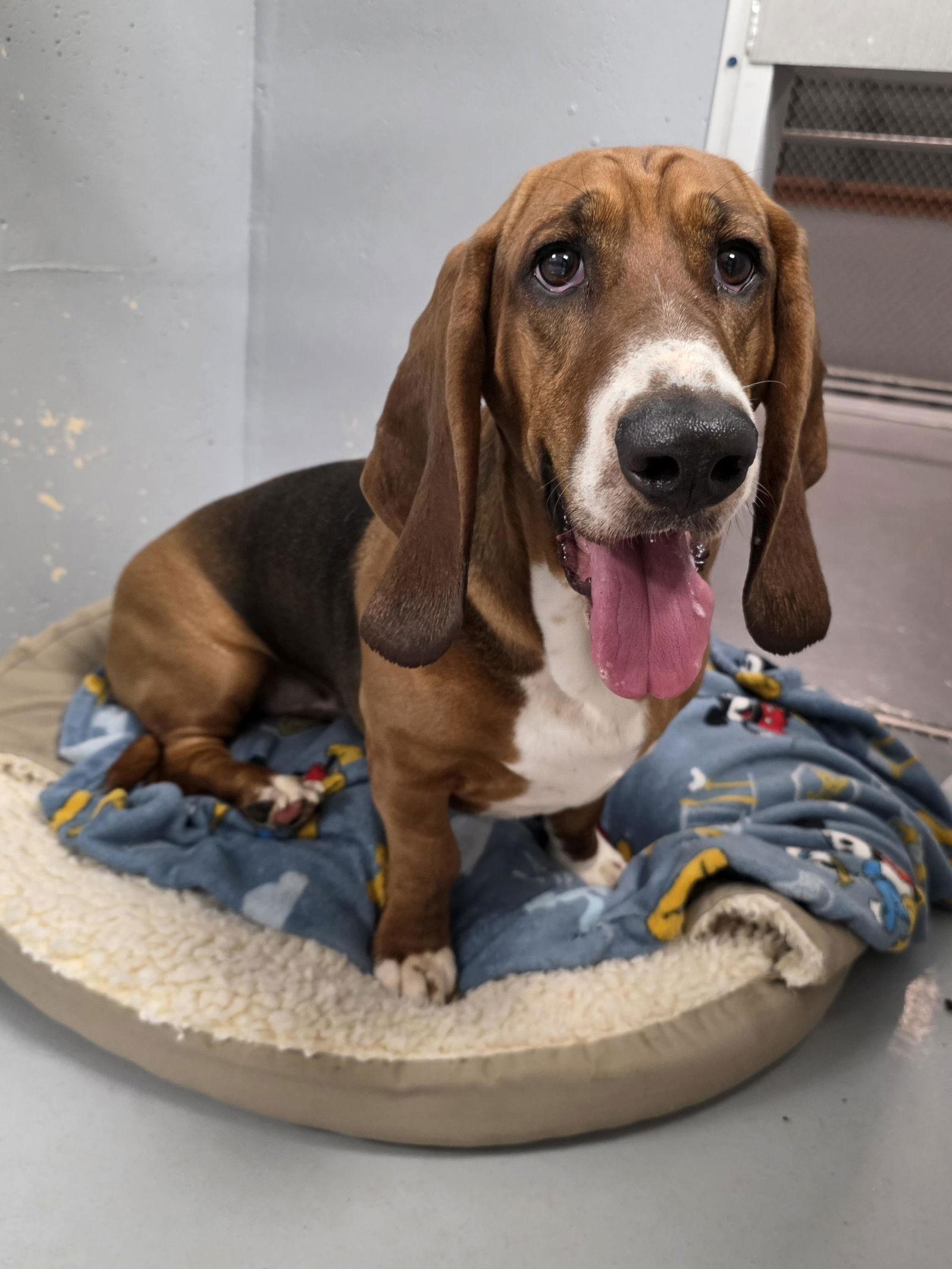 Enlarge Huey (3/26), a Adoptable Basset Hound in Brookville, OH image 1/3